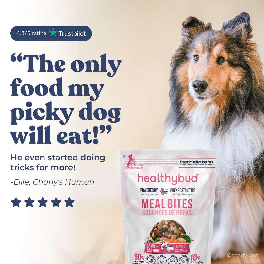 Lamb + Salmon Meal Bites - Image 10