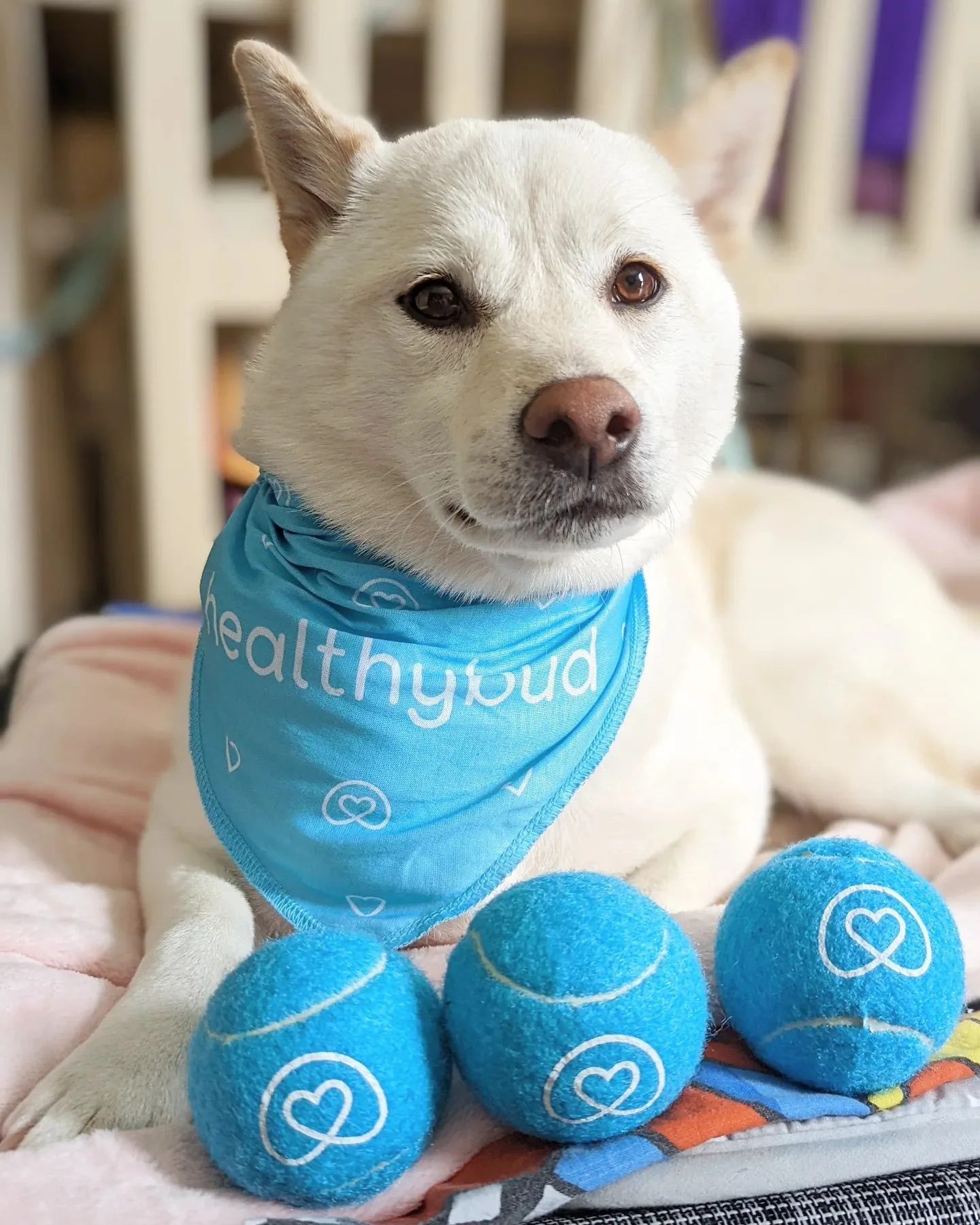 Tennis Balls - Image 5